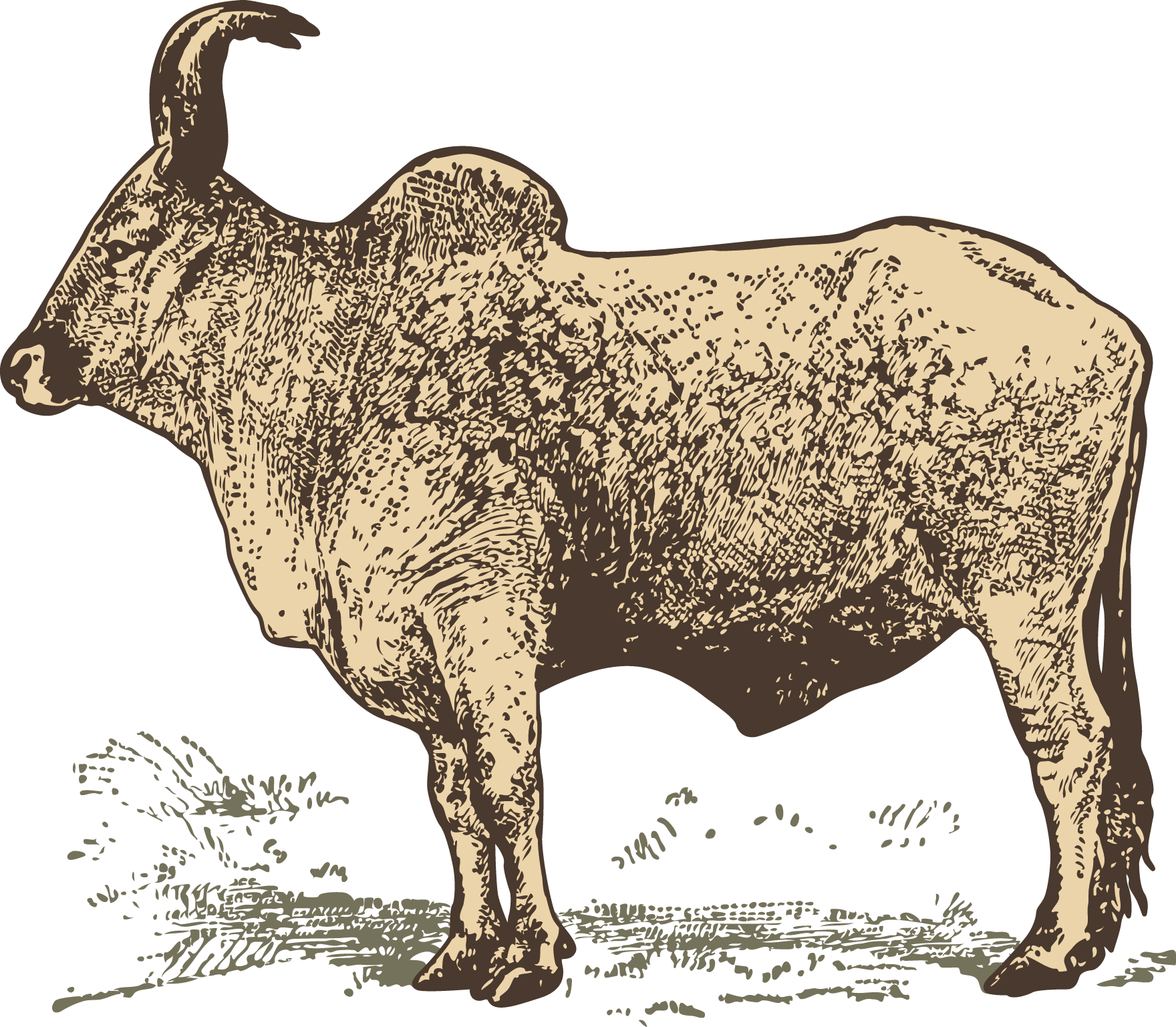 Vintage Buffalo Illustration PNG