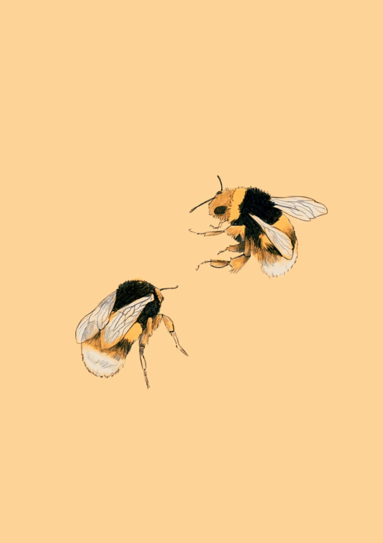 Vintage Bumblebee Illustration Art Wallpaper