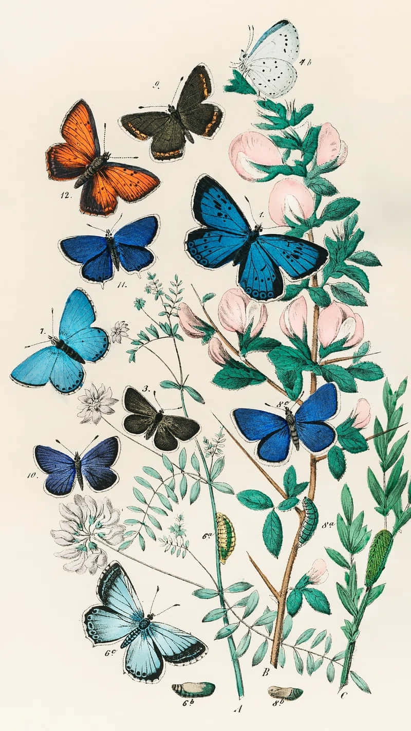 Vintage Butterfly Illustration Wallpaper
