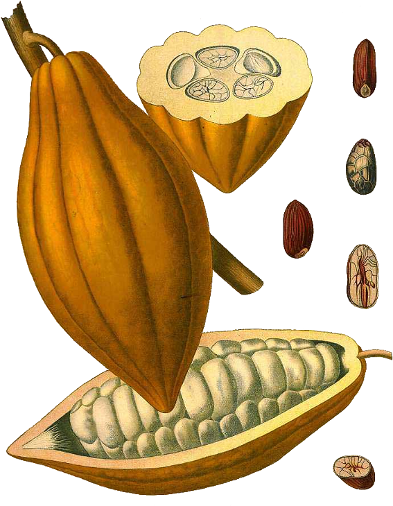 Vintage Cacao Podand Beans Illustration PNG