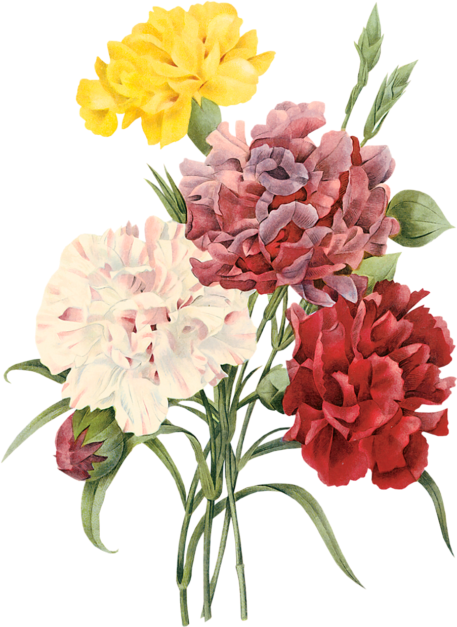 Vintage Carnation Floral Illustration PNG