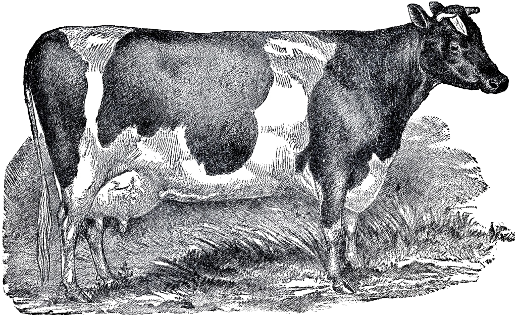 Vintage Cattle Illustration PNG