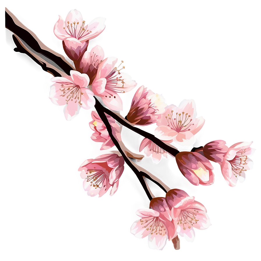 Vintage Cherry Blossom Illustration Png 79 PNG