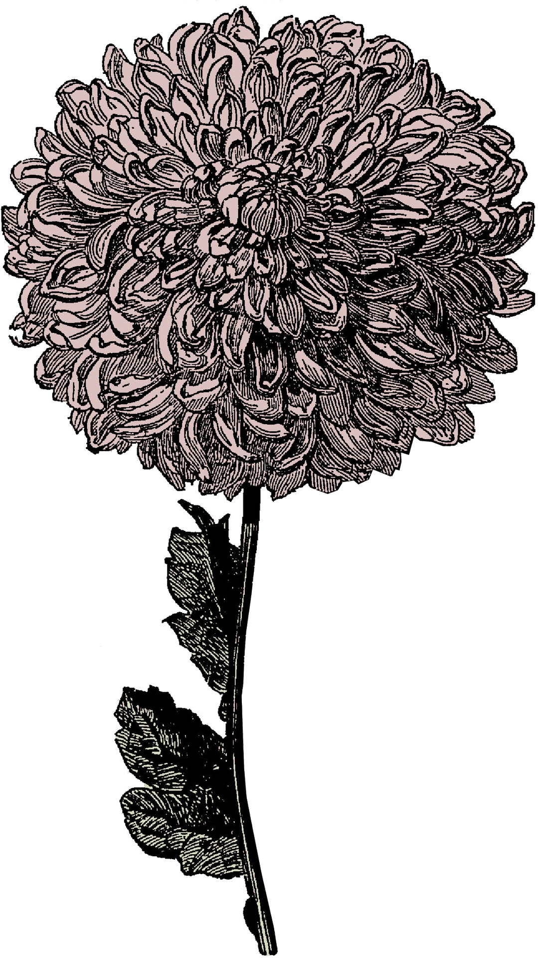 Vintage Chrysanthemum Illustration PNG