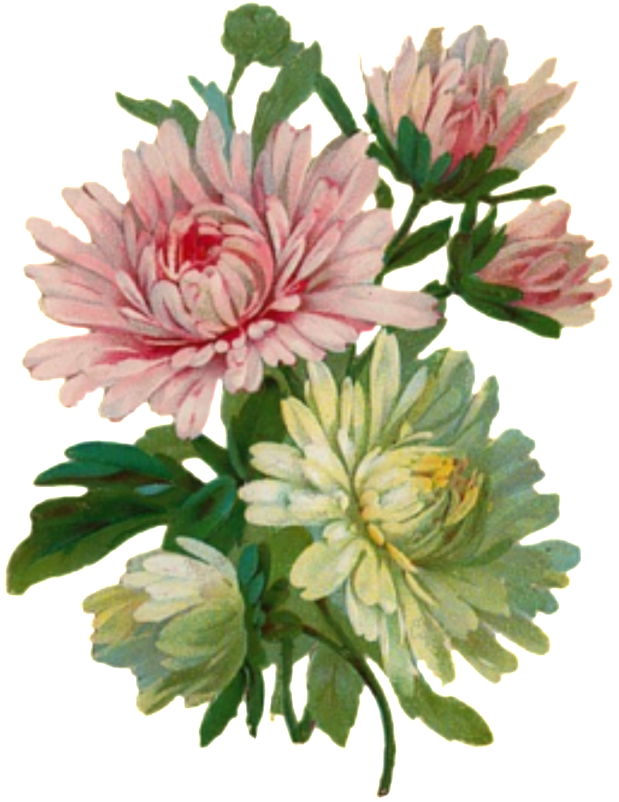 Vintage Chrysanthemum Illustration PNG