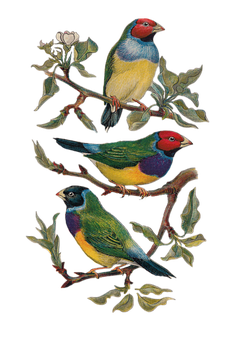 Vintage Colorful Birds Illustration PNG