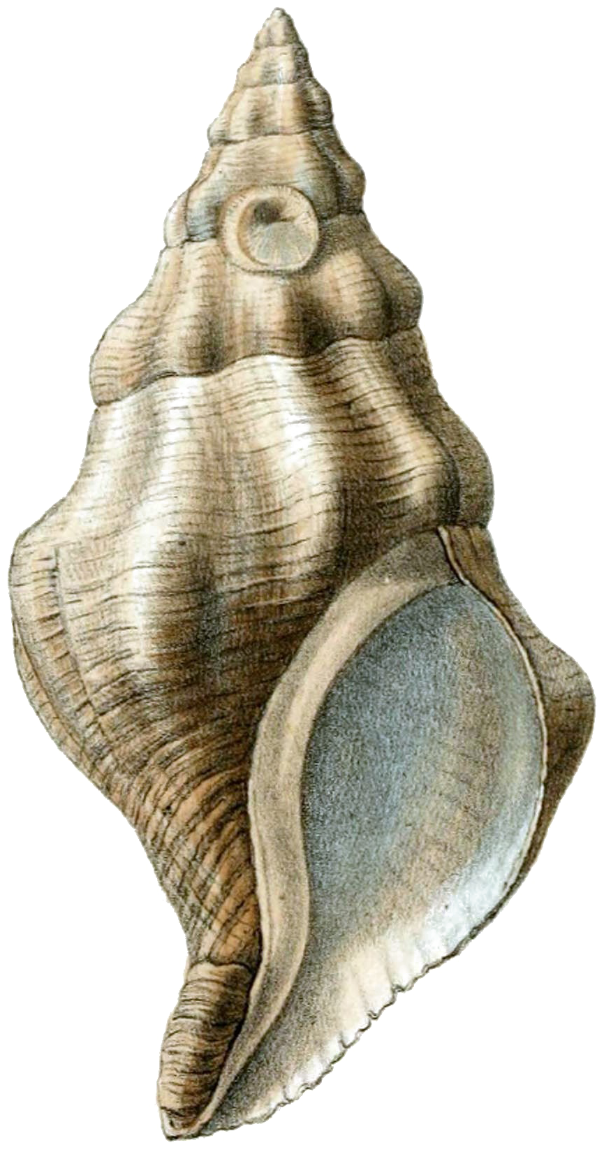 Vintage Conch Shell Illustration PNG
