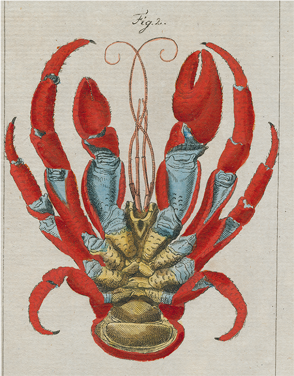 Vintage Crayfish Illustration PNG