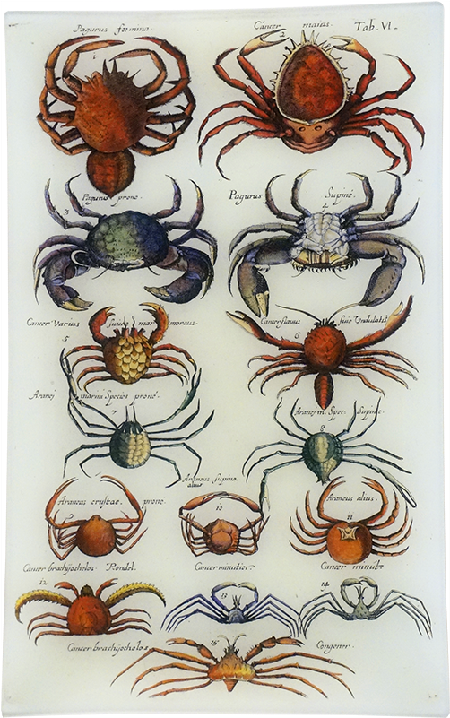 Vintage Crayfishand Crabs Illustration PNG