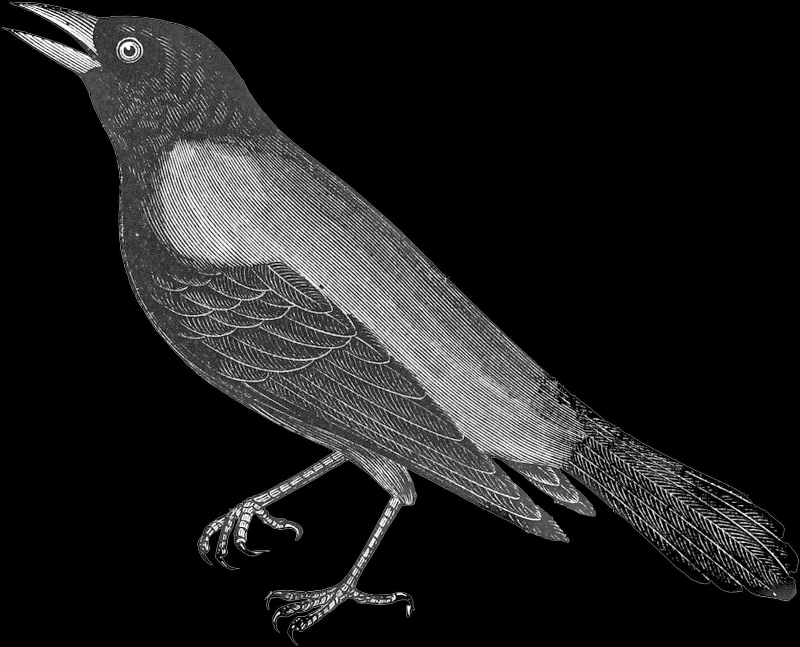 Vintage Crow Illustration PNG