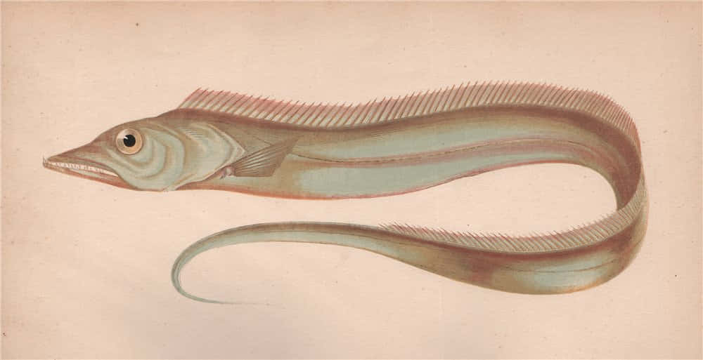 Vintage Cutlassfish Illustration Wallpaper