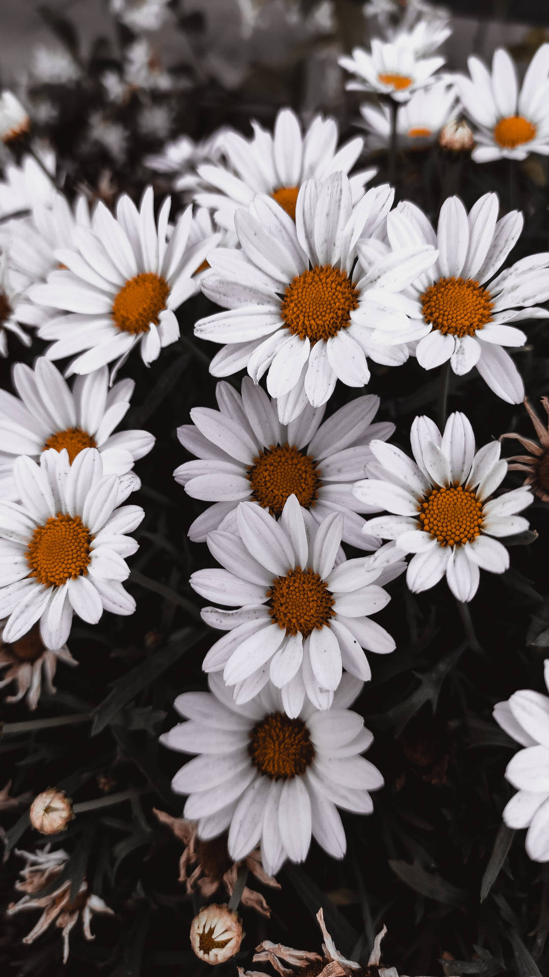 Vintage Daisy Flower Android Wallpaper