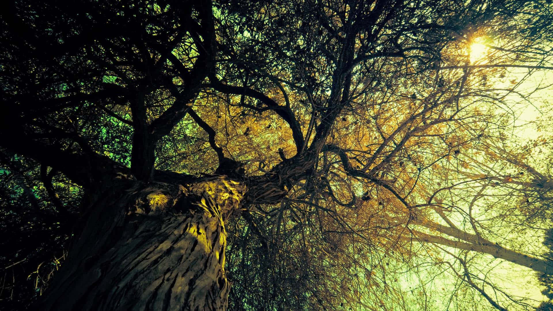 En træ med løv af livlige nuancer Wallpaper