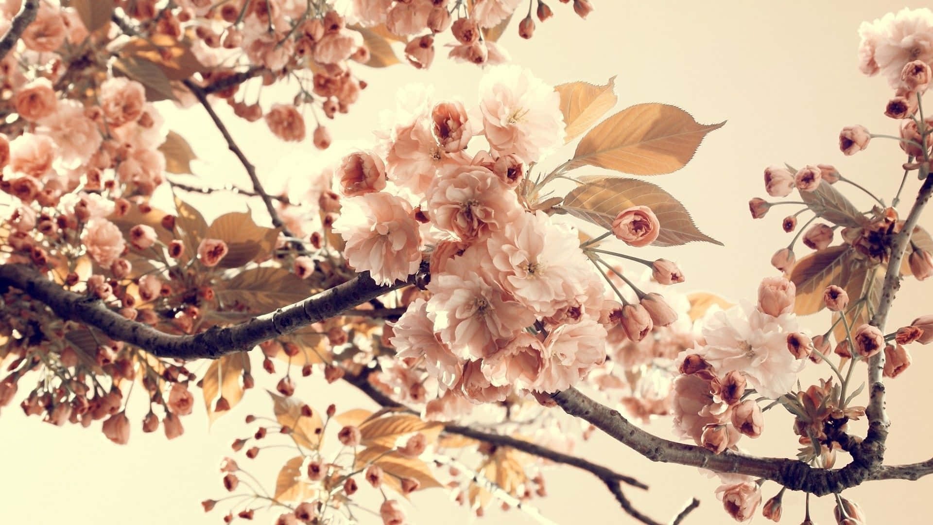 En gren med pink blomster og blade Wallpaper