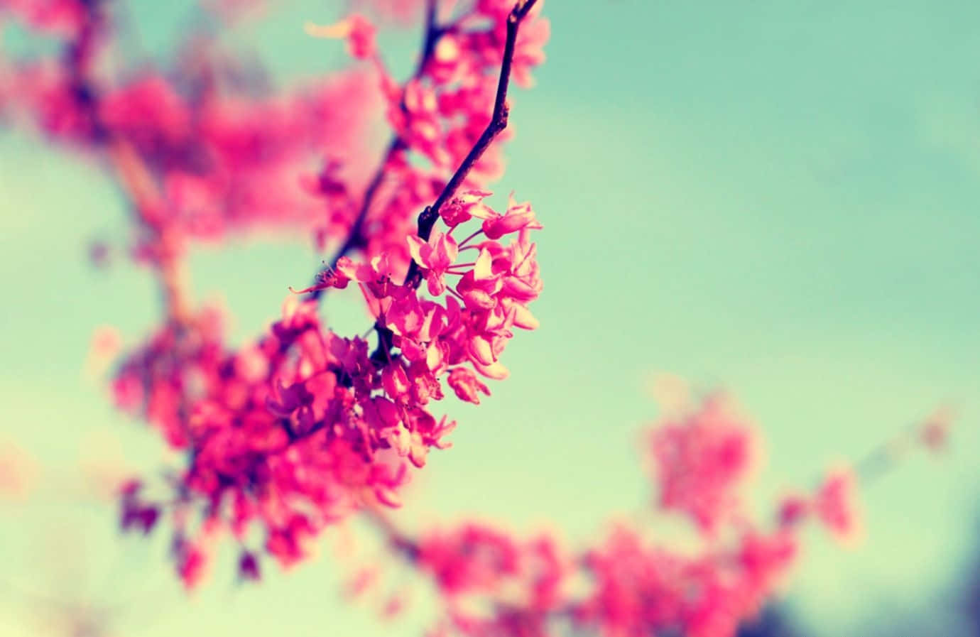 Pink Flowers On A Branch With Blue Sky Wallpaper