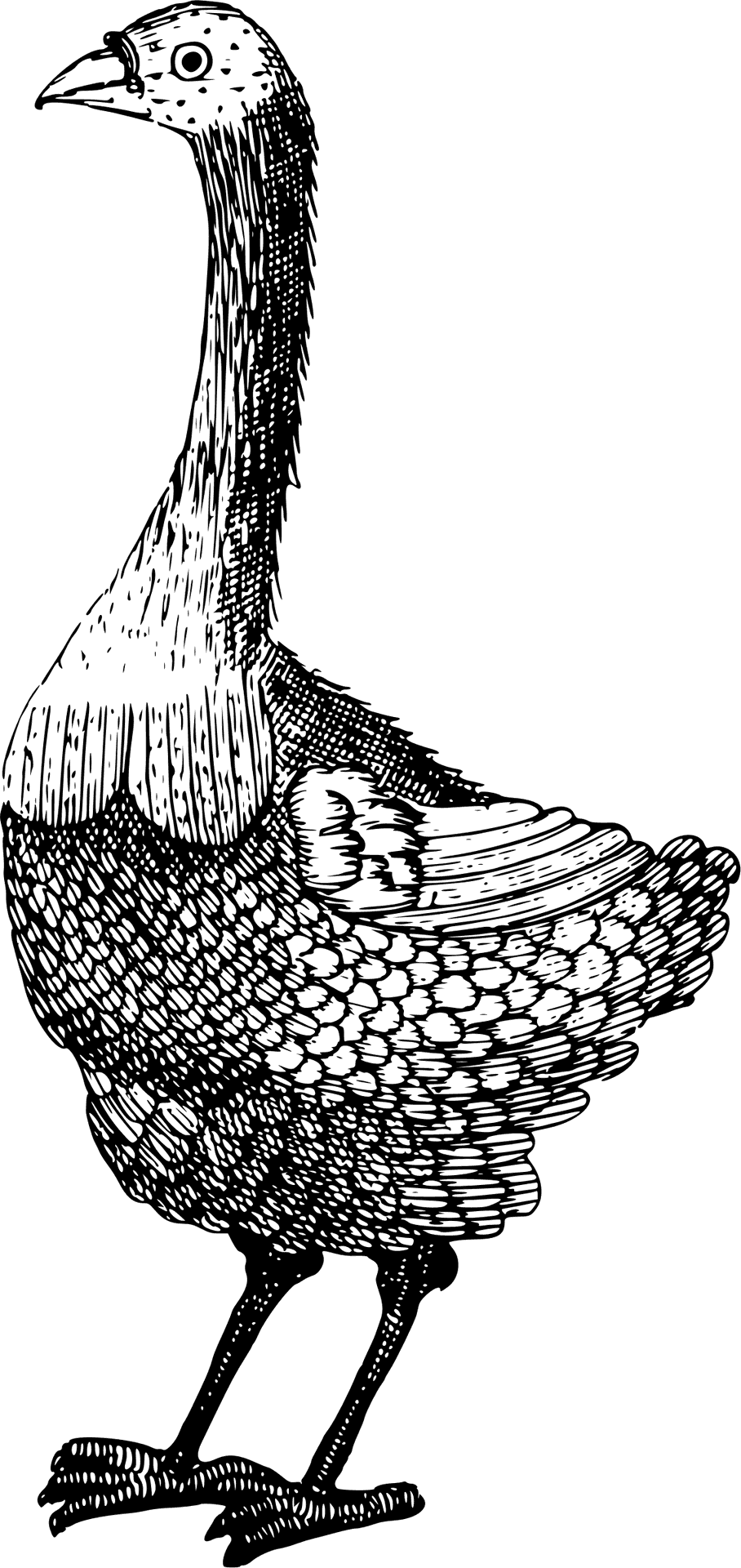 Vintage Dodo Bird Illustration PNG