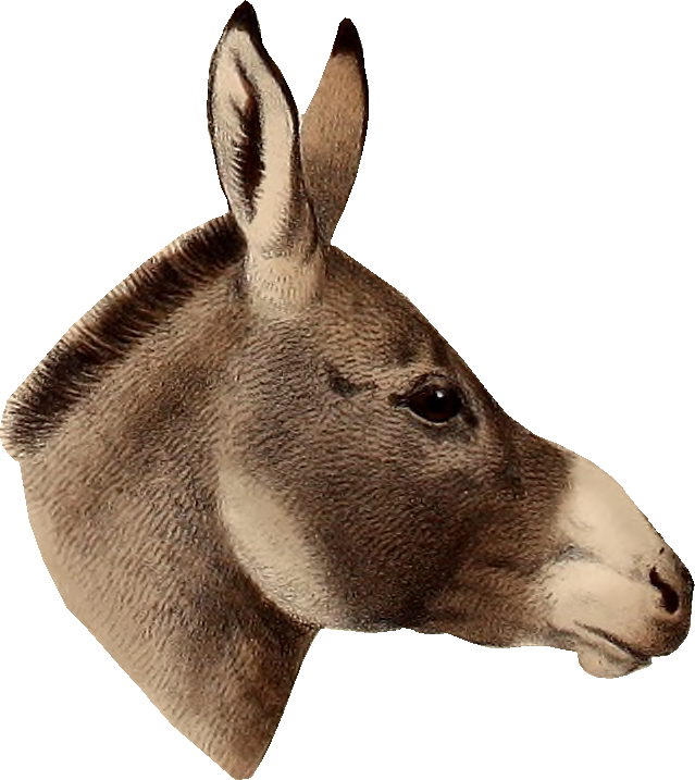 Vintage Donkey Portrait PNG