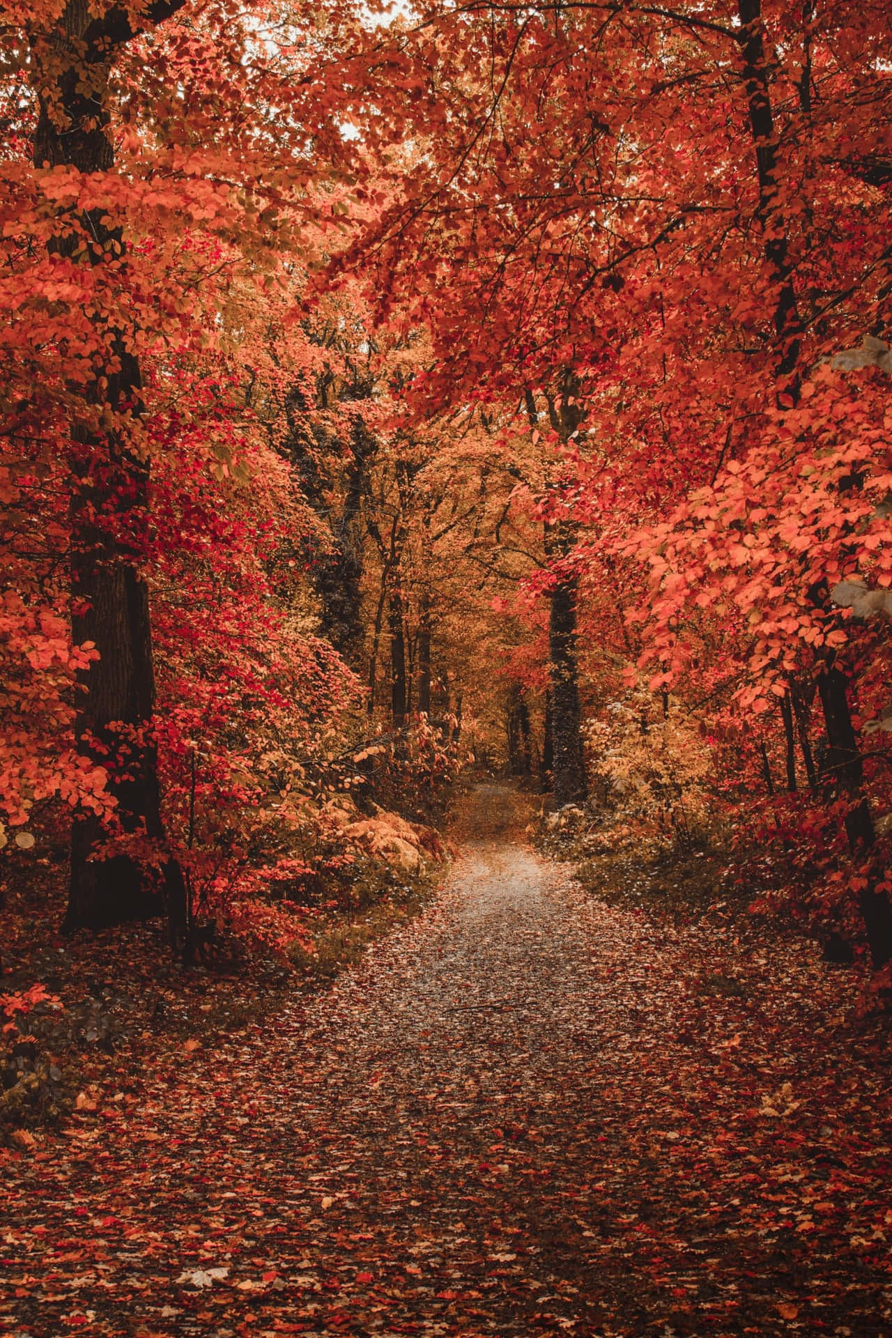 Autumn days in all their vibrant glory. Wallpaper