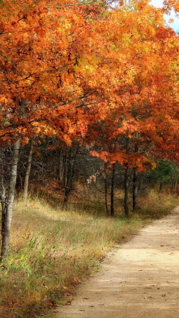 Fejr den vintage skønhed af efteråret med et fredeligt køretur på landet. Wallpaper