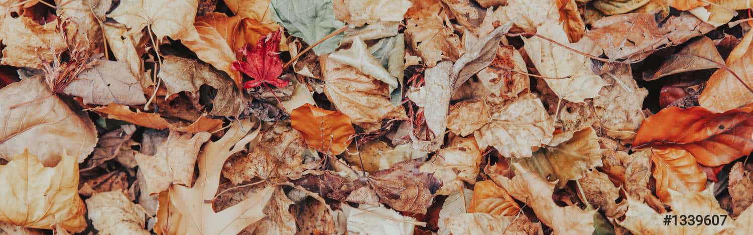 Intimate and cozy feelings in a rural vintage fall setting Wallpaper