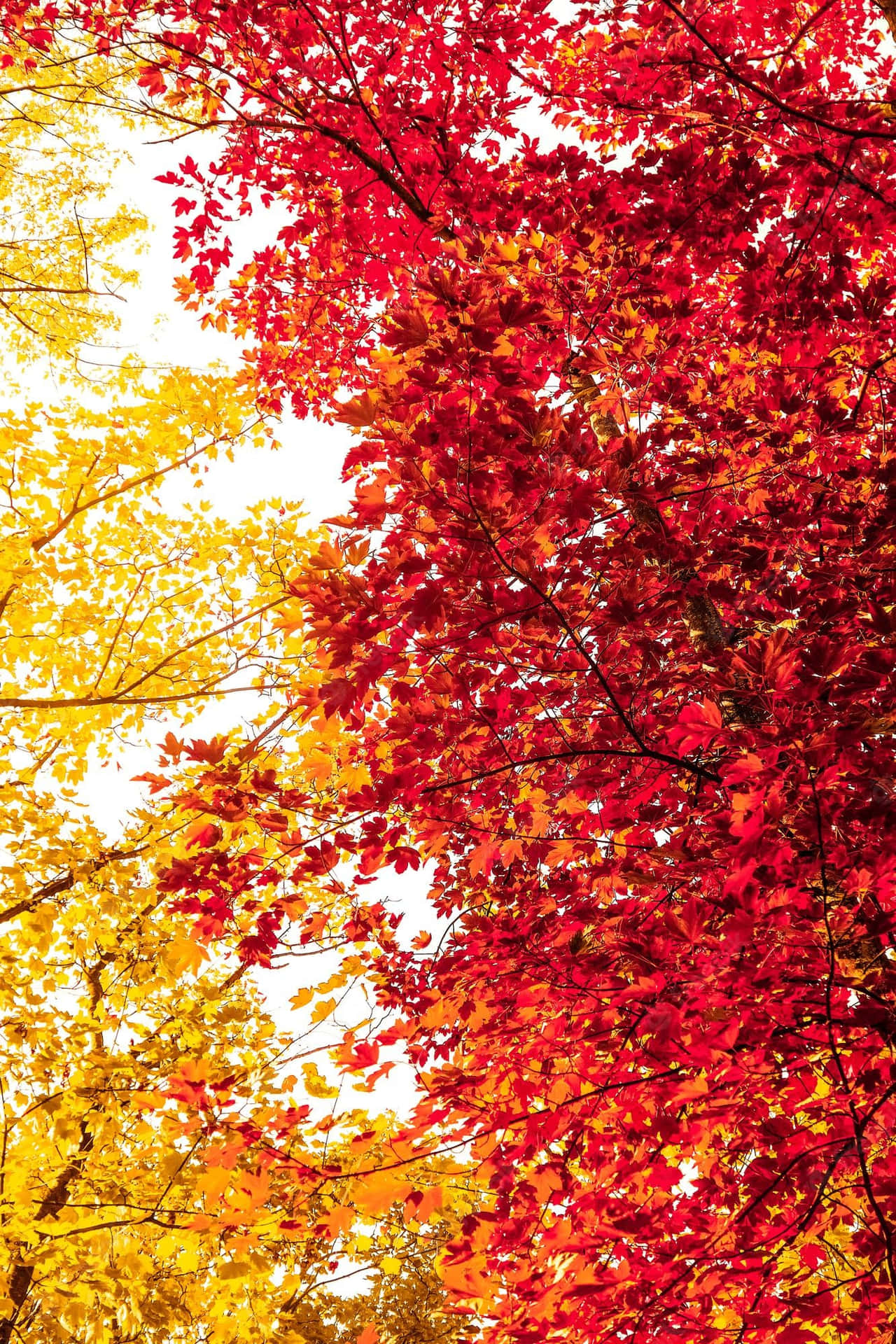 Træd ind i det bedste af sæsonen: En livfuld vintage efterår Wallpaper