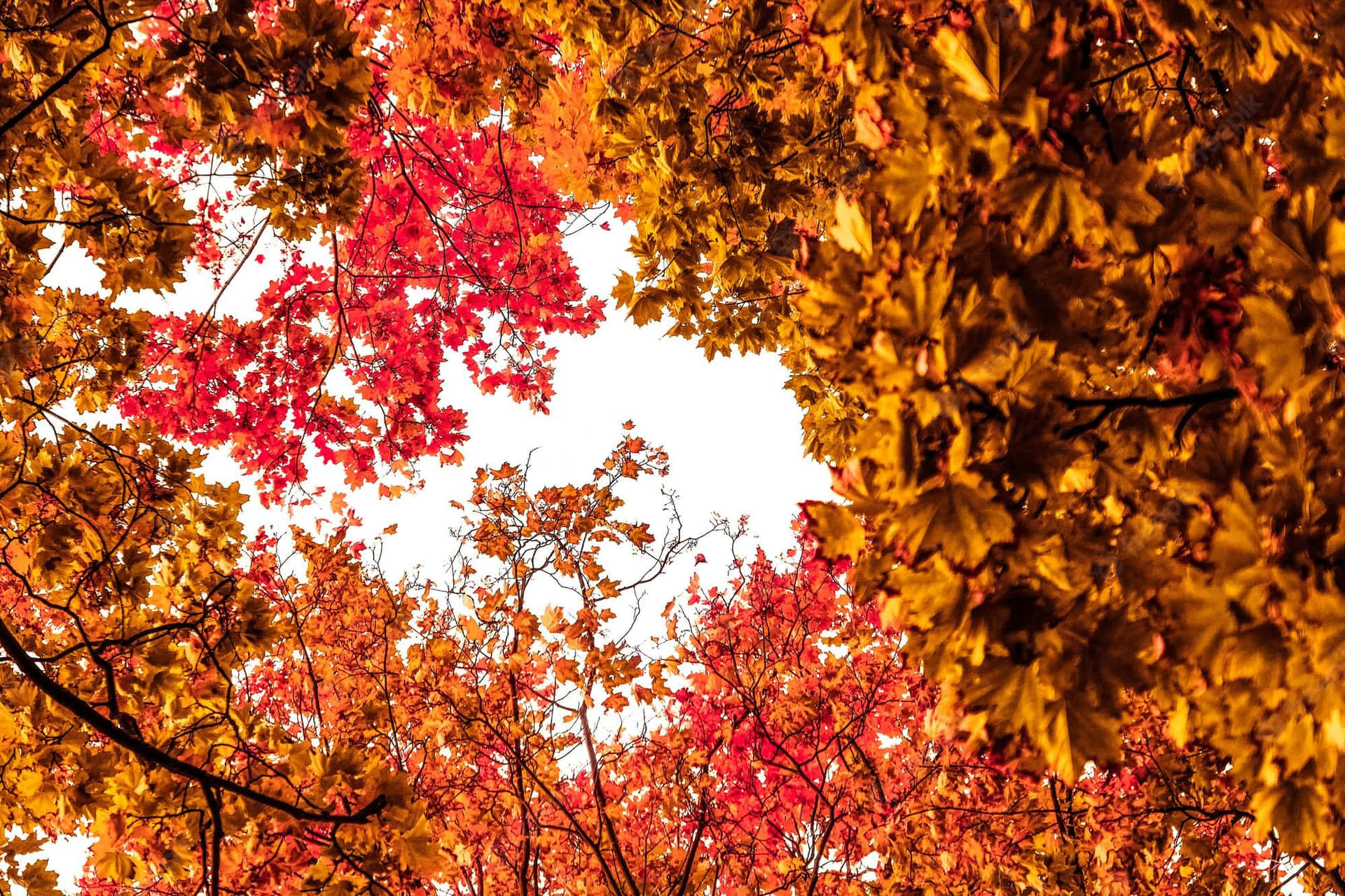 Nyd de smukke farver fra efteråret lagt ovenpå det rustikke udtryk af gamle ting. Wallpaper