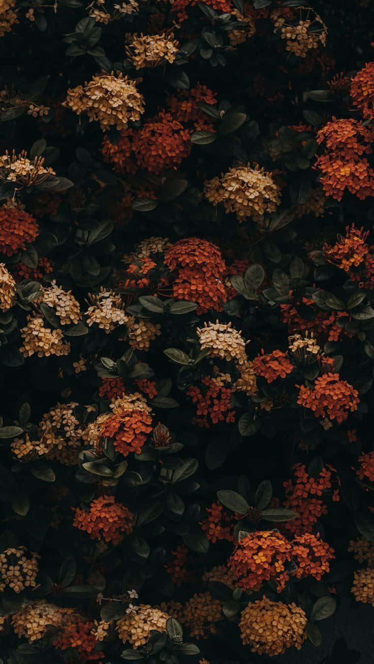 Floral iphone ios android wallpaper  Newsquote 756393699900603129  Fall  wallpaper Iphone wallpaper fall Iphone wallpaper vintage