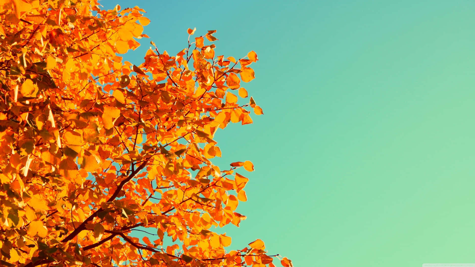 Coperteaccoglienti, Sidro Caldo E La Giornata Perfetta D'autunno. Sfondo