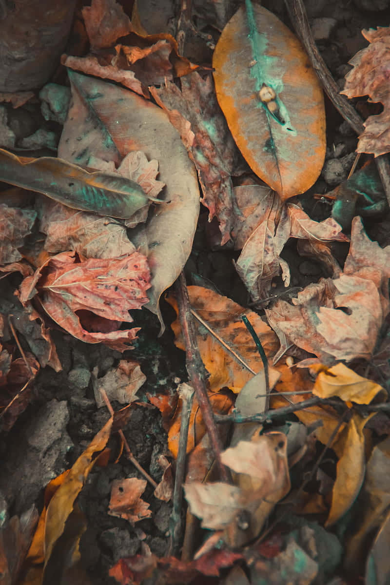 Fange skønheden af efteråret med disse vintage vibes af ordentligt arrangerede blade. Wallpaper