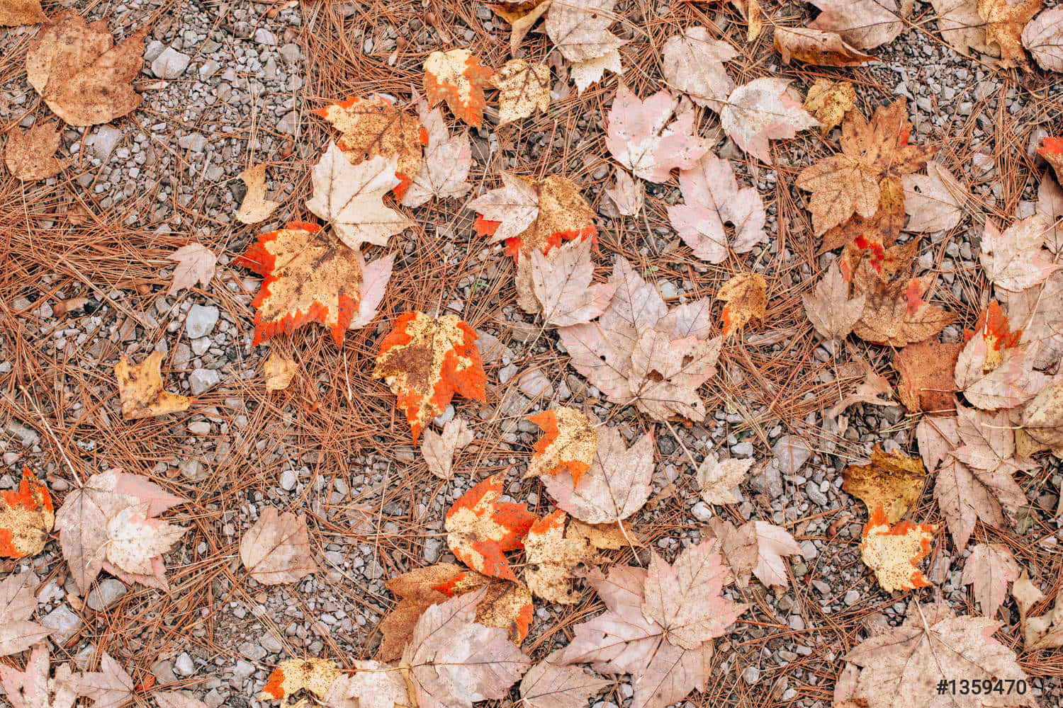 Ammirala Bellezza Dei Colori Mutevoli Dell'autunno. Sfondo