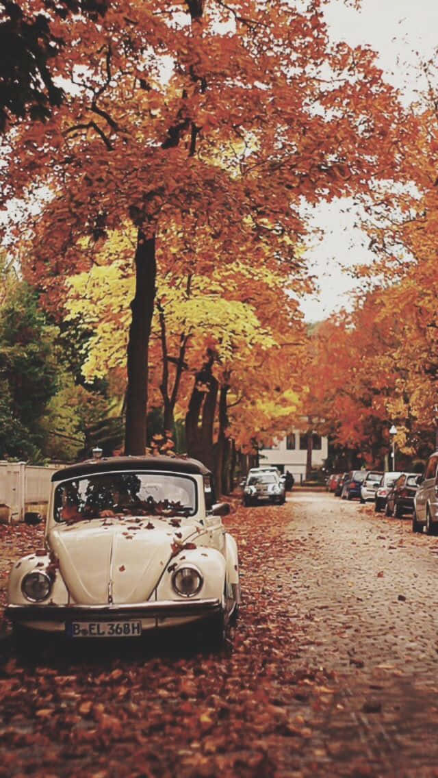 Velkommen til et farverigt udvalg af vintage efterårsblade som dit skrivebordsbaggrundsbillede. Wallpaper