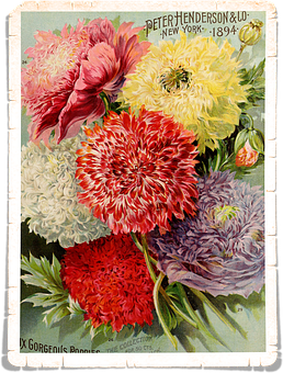 Vintage_ Floral_ Art_1894_ Henderson PNG