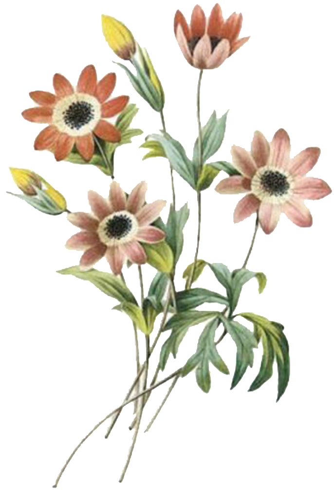 Vintage Floral Illustration PNG