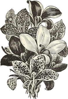 Vintage Floral Illustration PNG