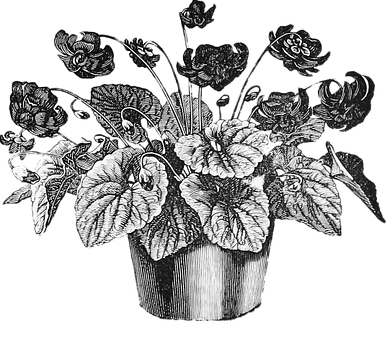 Vintage Floral Pot Illustration PNG