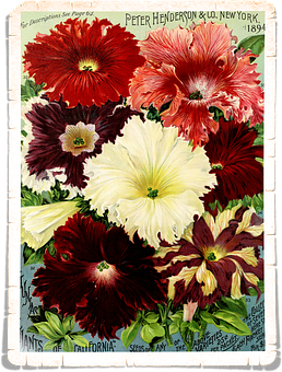 Vintage Floral Seed Catalog Cover1894 PNG