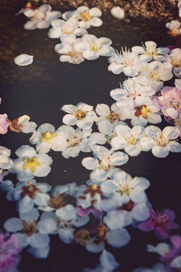 Vintage Flower Aesthetic On Water Background