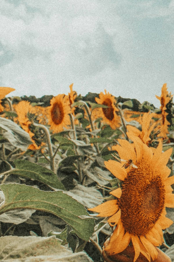Vintage flower Aesthetic Sunflower Field Wallpaper