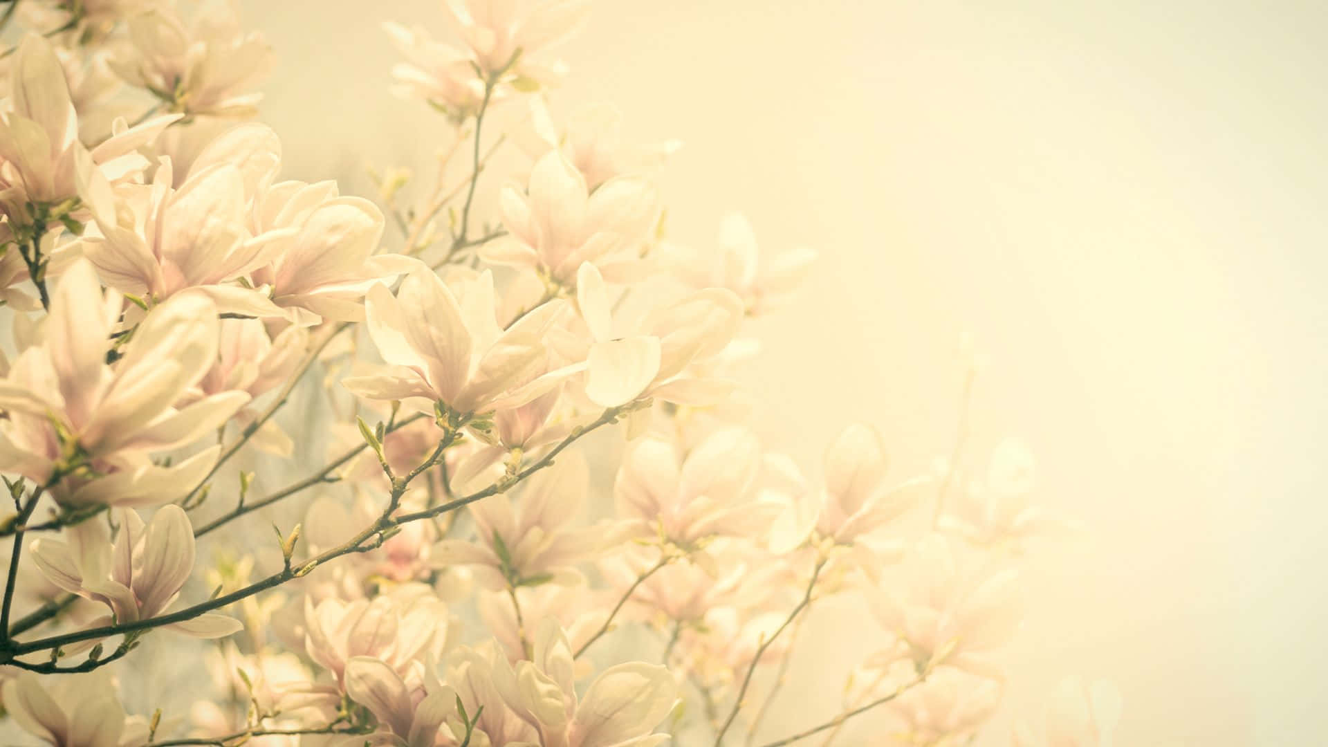 Alberodi Magnolia Con Fiori Bianchi In Una Giornata Di Sole
