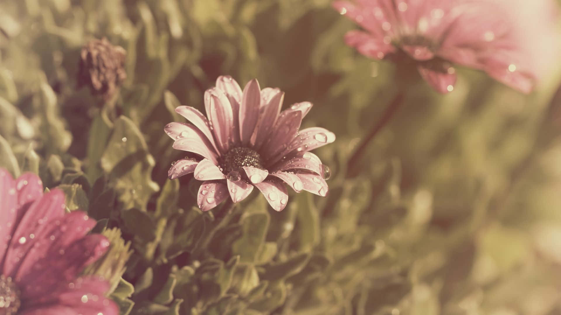 A Beautiful Vintage Flower on a Rustic Background