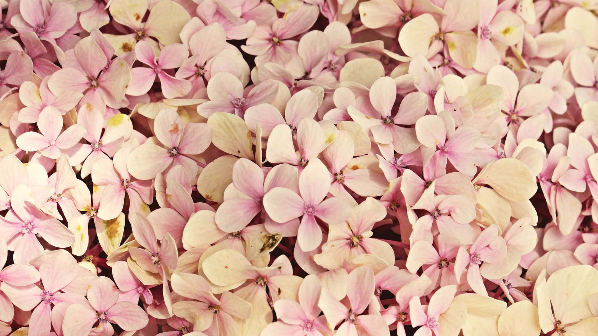 A beautiful, vintage flower background.