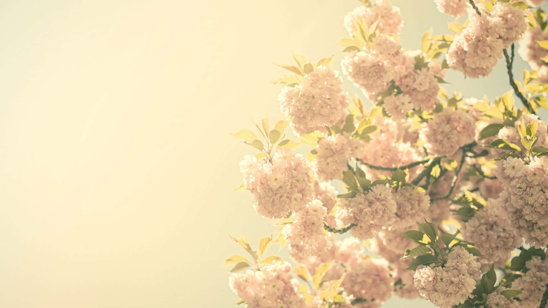A vintage flower background with old-fashioned tones and colors