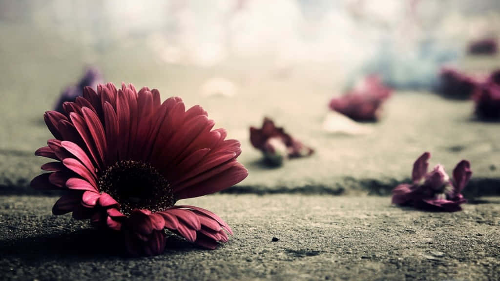 Einerosa Blume Liegt Auf Dem Boden, Mit Einer Weiteren Blume Im Hintergrund Wallpaper