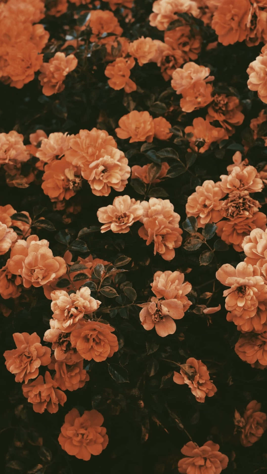 Et livligt vintage blomst med drømmeagtige farver. Wallpaper