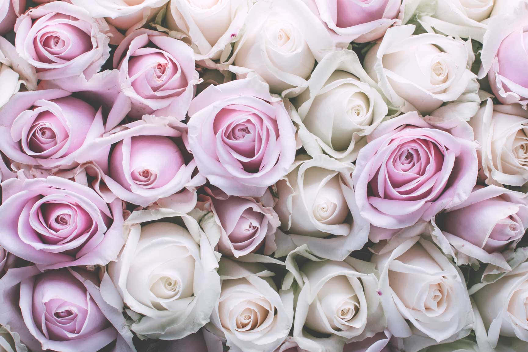 A Bunch Of Pink And White Roses Are Arranged In A Bouquet