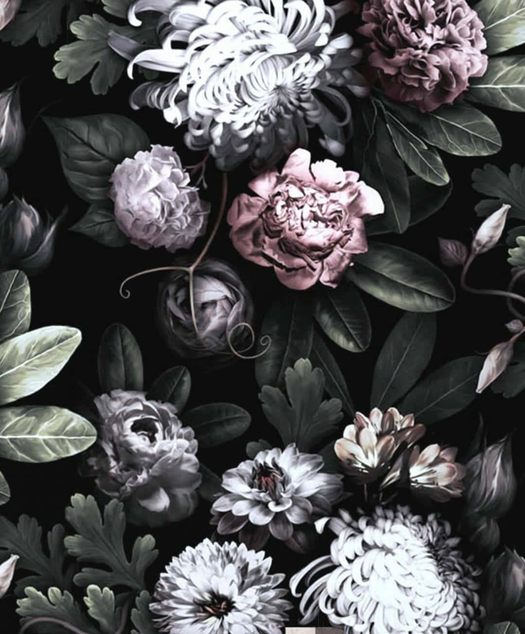 Unfondo De Pantalla Floral En Blanco Y Negro Con Flores Rosas Y Blancas