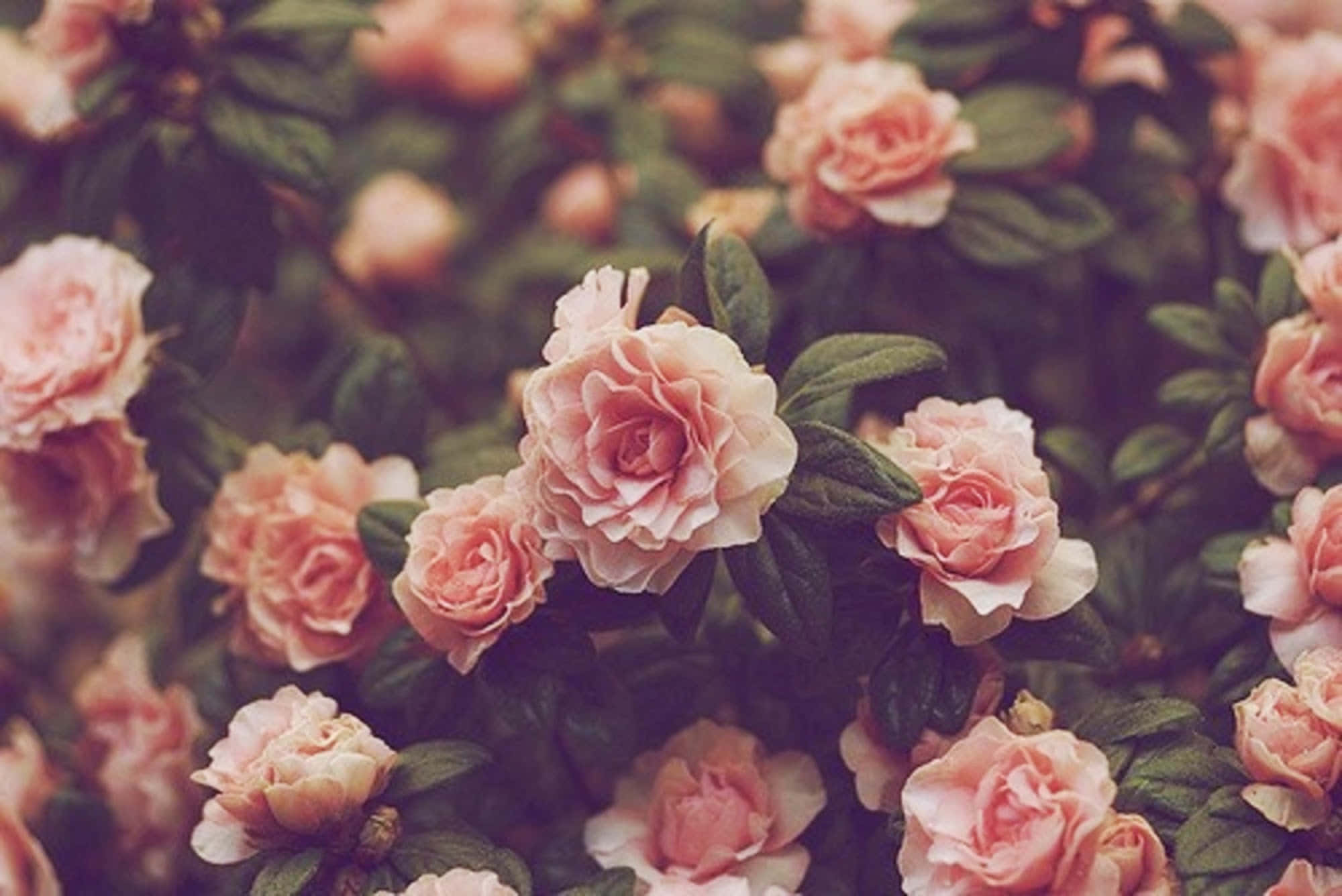 Pink Roses In A Garden With Green Leaves