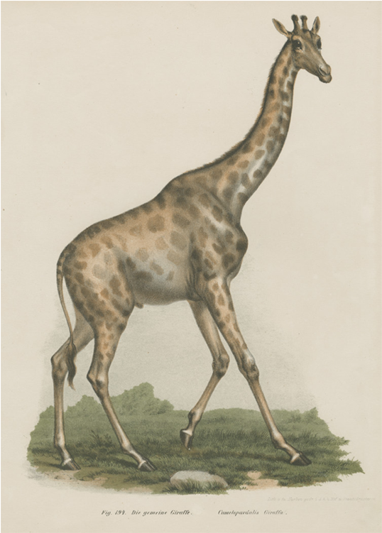 Vintage Giraffe Illustration PNG