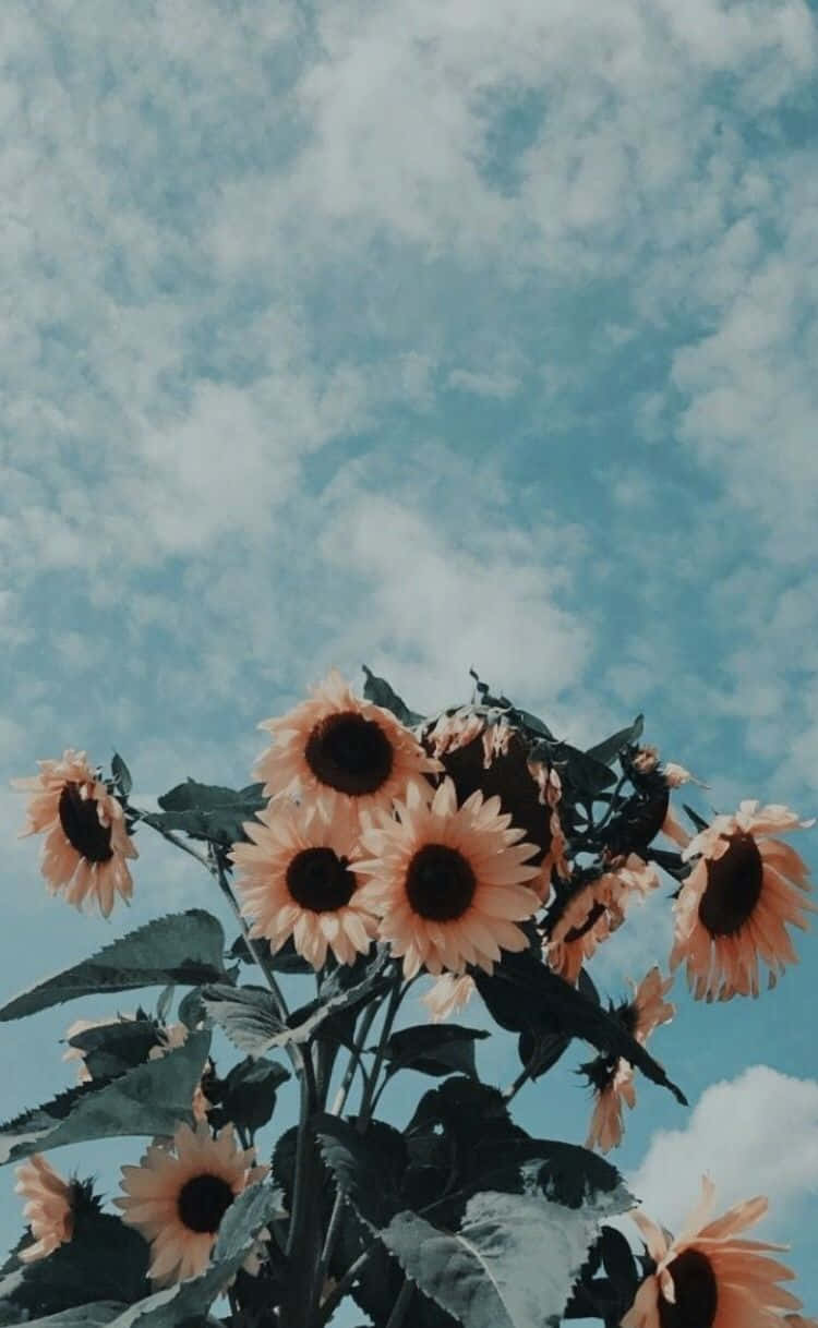 Sonnenblumenam Himmel Mit Wolken Wallpaper