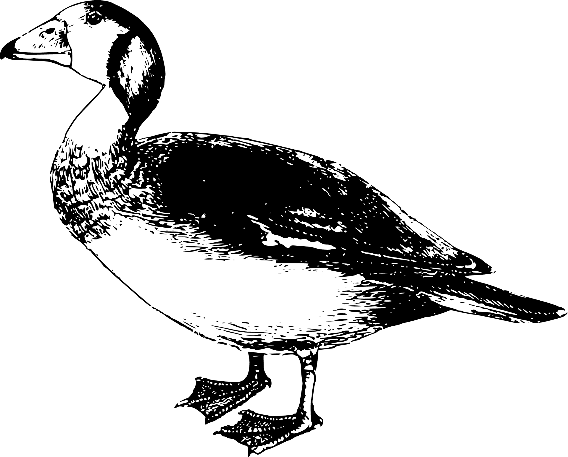 Vintage Goose Illustration PNG